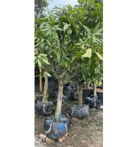 XO&Agrave;I TH&Aacute;I