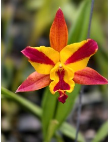 CATTLEYA  MINI ZIN – NHỎ GỌN, XINH XẮN, HOA SIÊU ĐÁNG YÊU - TG