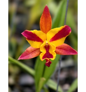 CATTLEYA  MINI ZIN &ndash; NHỎ GỌN, XINH XẮN, HOA SI&Ecirc;U Đ&Aacute;NG Y&Ecirc;U - TG