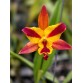 CATTLEYA  MINI ZIN – NHỎ GỌN, XINH XẮN, HOA SIÊU ĐÁNG YÊU - TG