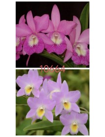 BC. Little Mermaid x L. Finckeniana – Thanh Nhã, Hương Thơm Quyến Rũ - TG