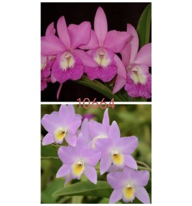 BC. Little Mermaid x L. Finckeniana &ndash; Thanh Nh&atilde;, Hương Thơm Quyến Rũ - TG