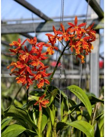 Volcano Trick &ndash; Sắc Lửa Rực Rỡ, Sai Hoa Ấn Tượng - TG