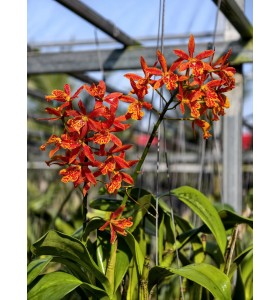 Volcano Trick &ndash; Sắc Lửa Rực Rỡ, Sai Hoa Ấn Tượng - TG