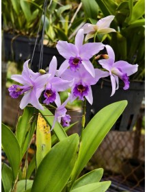 Lc. Wrigleyi Blue ‘Lagoon’ – Sắc Tím Xanh Thanh Thoát, Hương Thơm Quyến Rũ - TG