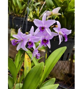 Lc. Wrigleyi Blue &lsquo;Lagoon&rsquo; &ndash; Sắc T&iacute;m Xanh Thanh Tho&aacute;t, Hương Thơm Quyến Rũ - TG