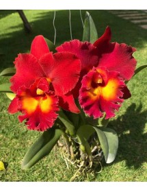 Cat Rlc. Siam Red – Sắc Đỏ Hoàng Gia Rực Lửa - TG