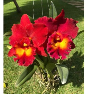 Cat Rlc. Siam Red &ndash; Sắc Đỏ Ho&agrave;ng Gia Rực Lửa - TG