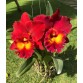 Cat Rlc. Siam Red – Sắc Đỏ Hoàng Gia Rực Lửa - TG