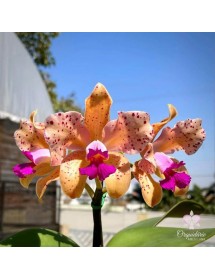 C. amethystoglossa aurea x sib – Vàng Đốm Độc Đáo, Họng Tím Nổi Bật - TG