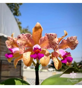 C. amethystoglossa aurea x sib &ndash; V&agrave;ng Đốm Độc Đ&aacute;o, Họng T&iacute;m Nổi Bật - TG