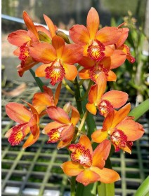 (Rth Alpha Plus Dragon x C. cernua) x Gcy Kyoguchi – Sắc Cam Lửa Nổi Bật - TG