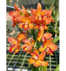 (Rth Alpha Plus Dragon x C. cernua) x Gcy Kyoguchi &ndash; Sắc Cam Lửa Nổi Bật - TG