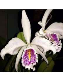 Cattleya maxima Semi Alba – Thanh Khiết, Họng Tím Sang Trọng - TG