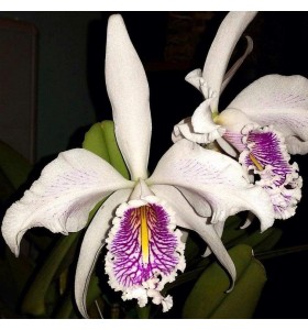 Cattleya maxima Semi Alba &ndash; Thanh Khiết, Họng T&iacute;m Sang Trọng - TG