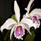 Cattleya maxima Semi Alba – Thanh Khiết, Họng Tím Sang Trọng - TG