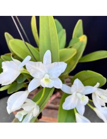 Cattleya deckeri alba – Vẻ Đẹp Trắng Tinh Khiết, Thanh Lịch - TG