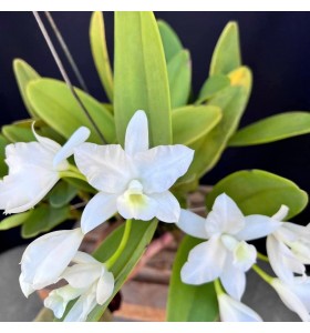 Cattleya deckeri alba &ndash; Vẻ Đẹp Trắng Tinh Khiết, Thanh Lịch - TG