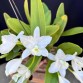 Cattleya deckeri alba – Vẻ Đẹp Trắng Tinh Khiết, Thanh Lịch - TG