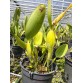 Cattleya deckeri alba – Vẻ Đẹp Trắng Tinh Khiết, Thanh Lịch - TG