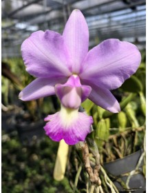 Cattleya walkeriana concolor – Hoa Đồng Màu Thanh Lịch, Bán Theo Cụm - TG