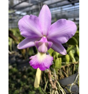 Cattleya walkeriana concolor &ndash; Hoa Đồng M&agrave;u Thanh Lịch, B&aacute;n Theo Cụm - TG