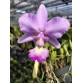 Cattleya walkeriana concolor – Hoa Đồng Màu Thanh Lịch, Bán Theo Cụm - TG