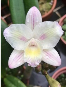 C. Cosmos x L. endsfeldzii - BÁN THEO HƯỚNG 3 THÂN -– Vẻ Đẹp Nhẹ Nhàng, Thanh Khiết - TG