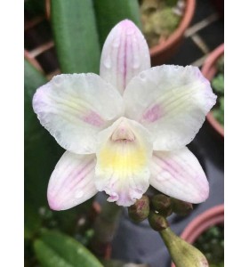 C. Cosmos x L. endsfeldzii - B&Aacute;N THEO HƯỚNG 3 TH&Acirc;N -&ndash; Vẻ Đẹp Nhẹ Nh&agrave;ng, Thanh Khiết - TG