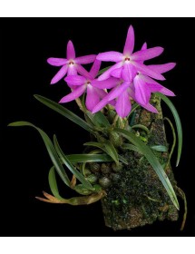 Cattleya labiata Tipo  ( Brasil ) Chùm Hoa Hiếm, Vẻ Đẹp Cổ Điển - TG