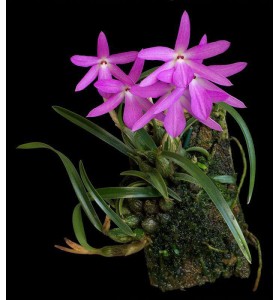 Cattleya labiata Tipo  ( Brasil ) Ch&ugrave;m Hoa Hiếm, Vẻ Đẹp Cổ Điển - TG