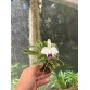 Laelia pumila coerulea – Sắc Tím Xanh Hiếm, Hàng Brasil - TG