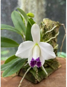 Laelia pumila coerulea – Sắc Tím Xanh Hiếm, Hàng Brasil - TG