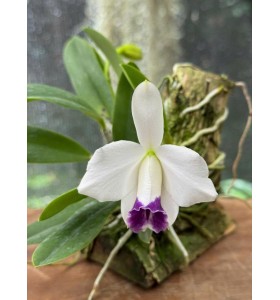 Laelia pumila coerulea &ndash; Sắc T&iacute;m Xanh Hiếm, H&agrave;ng Brasil - TG