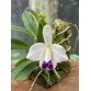 Laelia pumila coerulea – Sắc Tím Xanh Hiếm, Hàng Brasil - TG