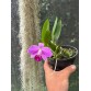 Cattleya L. pumila tipo – Vẻ đẹp mini quyến rũ, hoa tím hồng nổi bật - TG