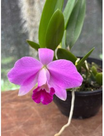 Cattleya L. pumila tipo – Vẻ đẹp mini quyến rũ, hoa tím hồng nổi bật - TG