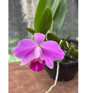 Cattleya L. pumila tipo &ndash; Vẻ đẹp mini quyến rũ, hoa t&iacute;m hồng nổi bật - TG