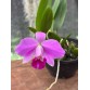 Cattleya L. pumila tipo – Vẻ đẹp mini quyến rũ, hoa tím hồng nổi bật - TG