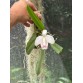 Cattleya L. pumila delicata – Sắc trắng tinh khôi, vẻ đẹp thanh nhã từ Brazil - TG