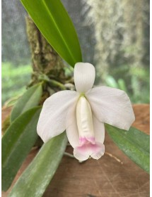 Cattleya L. pumila delicata – Sắc trắng tinh khôi, vẻ đẹp thanh nhã từ Brazil - TG