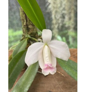 Cattleya L. pumila delicata &ndash; Sắc trắng tinh kh&ocirc;i, vẻ đẹp thanh nh&atilde; từ Brazil - TG
