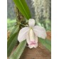Cattleya L. pumila delicata – Sắc trắng tinh khôi, vẻ đẹp thanh nhã từ Brazil - TG
