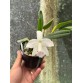 Cattleya L. pumila amoena – Nét đẹp trắng thanh tao, điểm hồng dịu nhẹ - TG