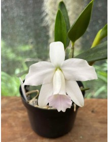 Cattleya L. pumila amoena – Nét đẹp trắng thanh tao, điểm hồng dịu nhẹ - TG