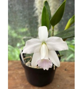 Cattleya L. pumila amoena &ndash; N&eacute;t đẹp trắng thanh tao, điểm hồng dịu nhẹ - TG