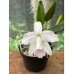 Cattleya L. pumila amoena – Nét đẹp trắng thanh tao, điểm hồng dịu nhẹ - TG