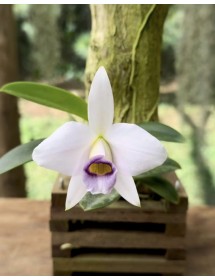 Laelia praestans coerulea – Vẻ đẹp thanh khiết với họng tím lam cuốn hút - TG