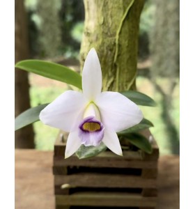 Laelia praestans coerulea &ndash; Vẻ đẹp thanh khiết với họng t&iacute;m lam cuốn h&uacute;t - TG