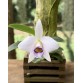 Laelia praestans coerulea – Vẻ đẹp thanh khiết với họng tím lam cuốn hút - TG